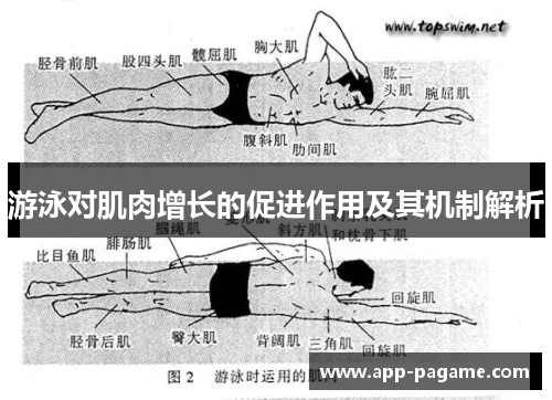 游泳对肌肉增长的促进作用及其机制解析 游泳对肌肉增长的促进作用及其机制解析